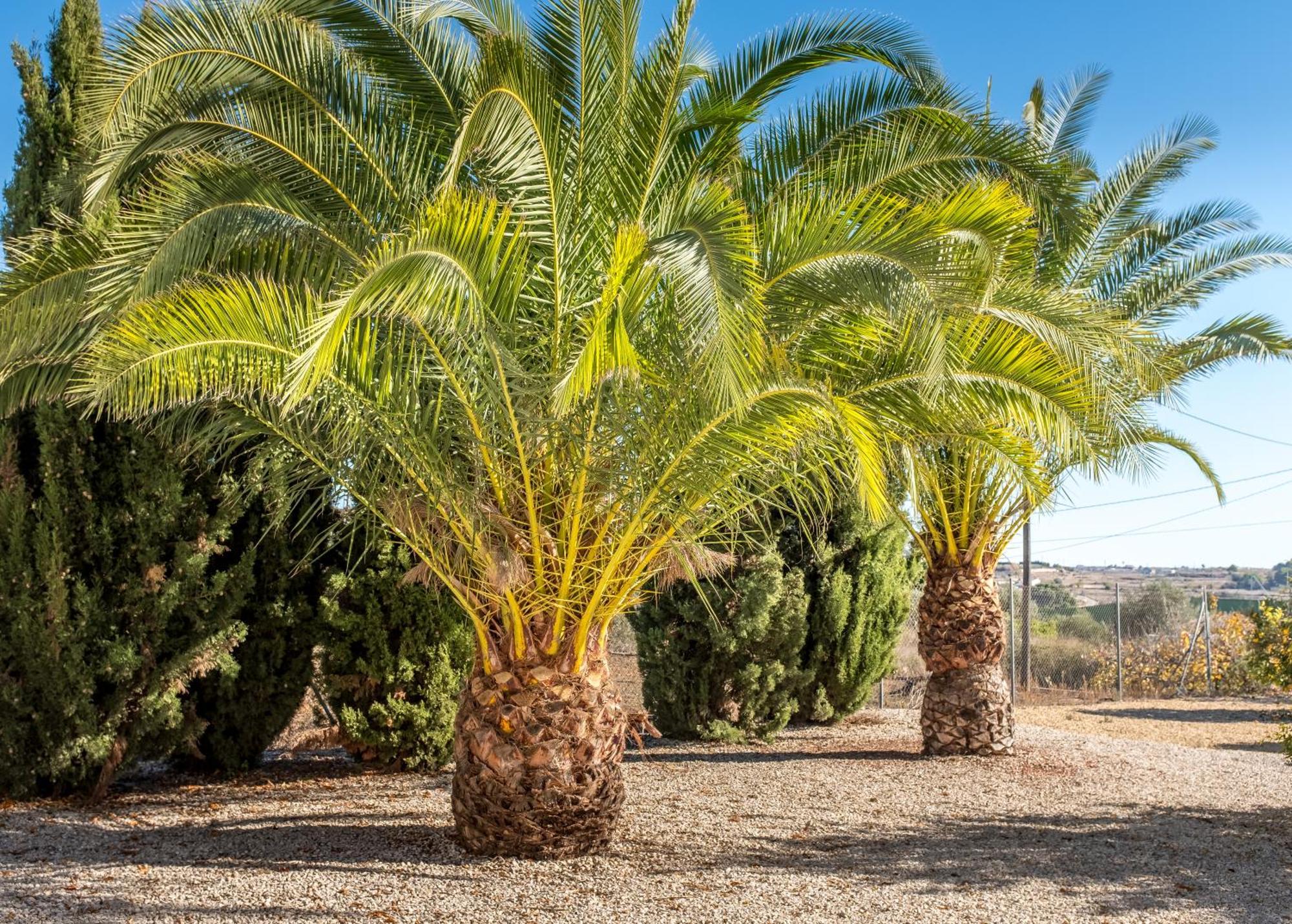 Finca De La Pansa Benissa Exteriör bild